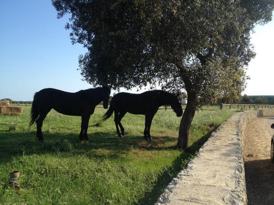 אוטרנטו Masseria Autigne מראה חיצוני תמונה